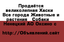 Продаётся великолепная Хаски - Все города Животные и растения » Собаки   . Ненецкий АО,Оксино с.